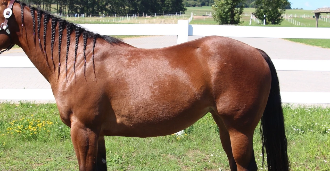 westernhorse-tack_kategorie_koerper_banner westernhorse-tack_kategorie_koerper_banner