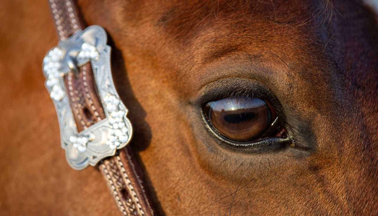 westernhorse-tack_kategorie_buckle_sets_conchos_banner