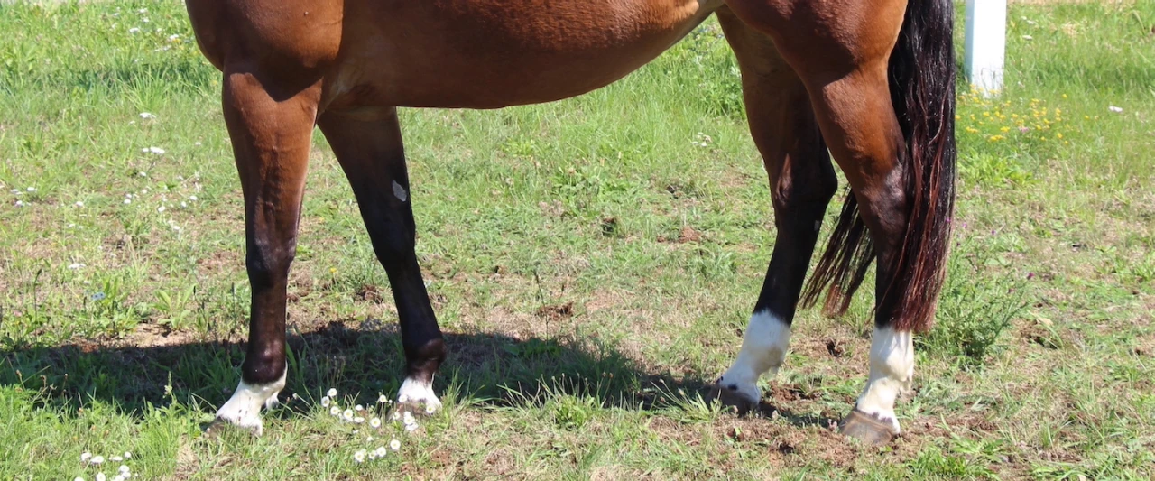 westernhorse-tack_kategorie_bein_banner