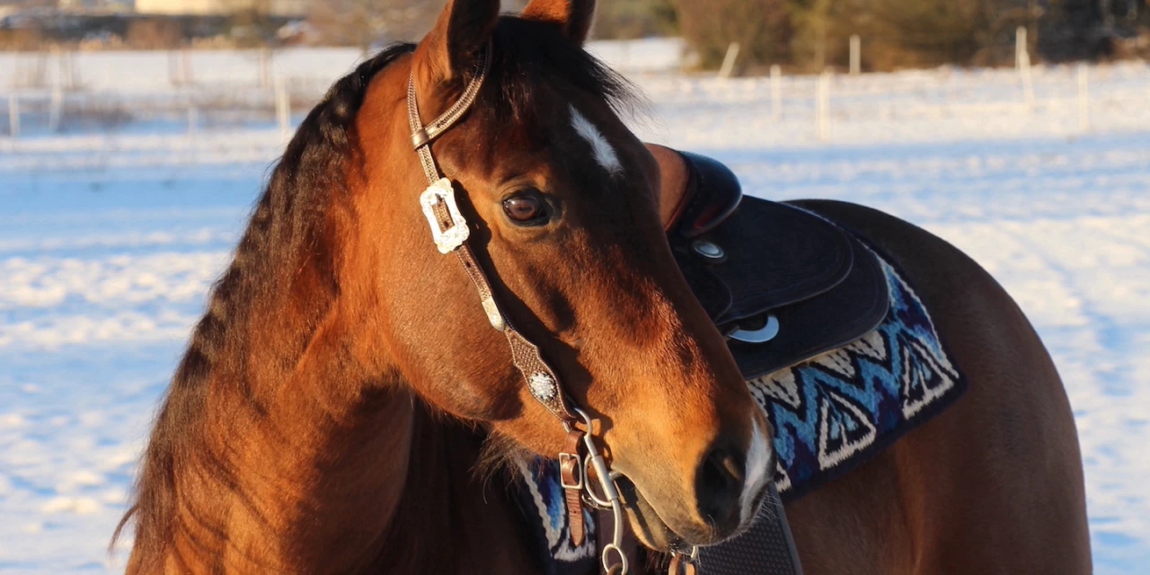 westernhorse-tack_kategorie_kopf_banner